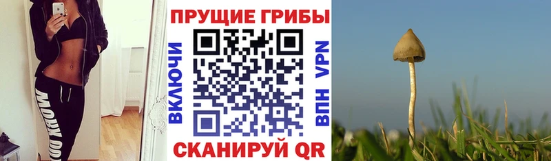 Галлюциногенные грибы мухоморы  гидра tor  Староминская 